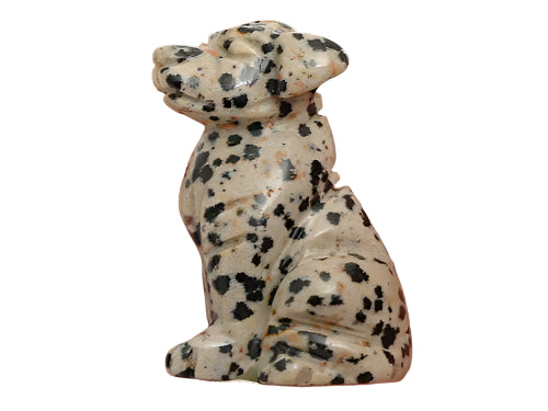 dalmation jasper dog